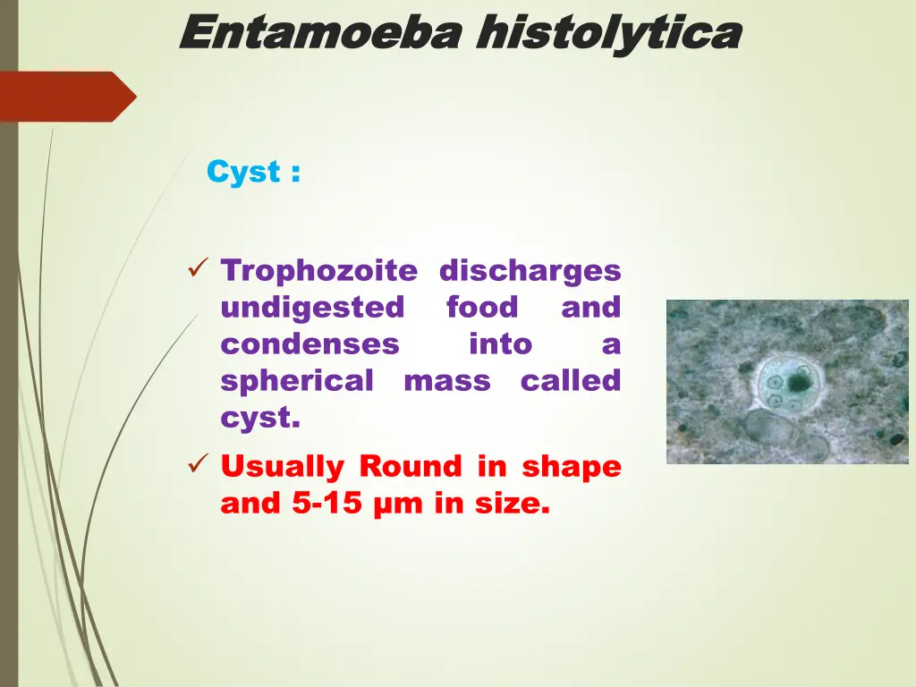 entamoeba entamoeba histolytica 2