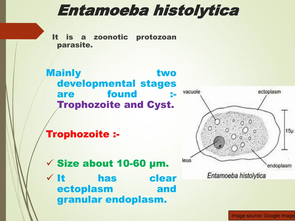 entamoeba entamoeba histolytica