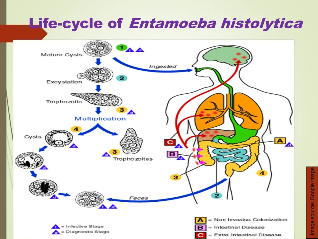 life cycle of entamoeba histolytica