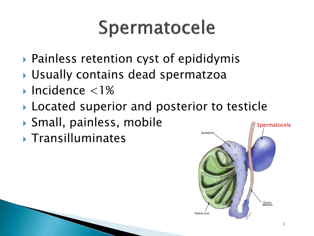 painless retention cyst of epididymis usually