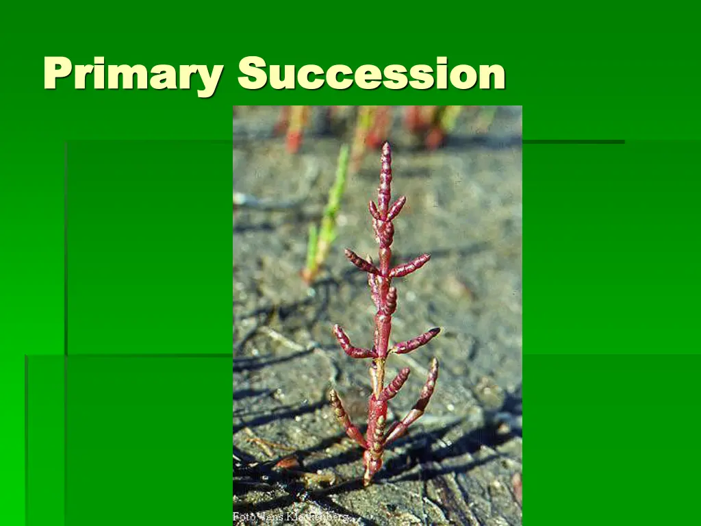 primary succession primary succession