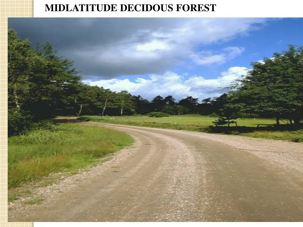 midlatitude decidous forest