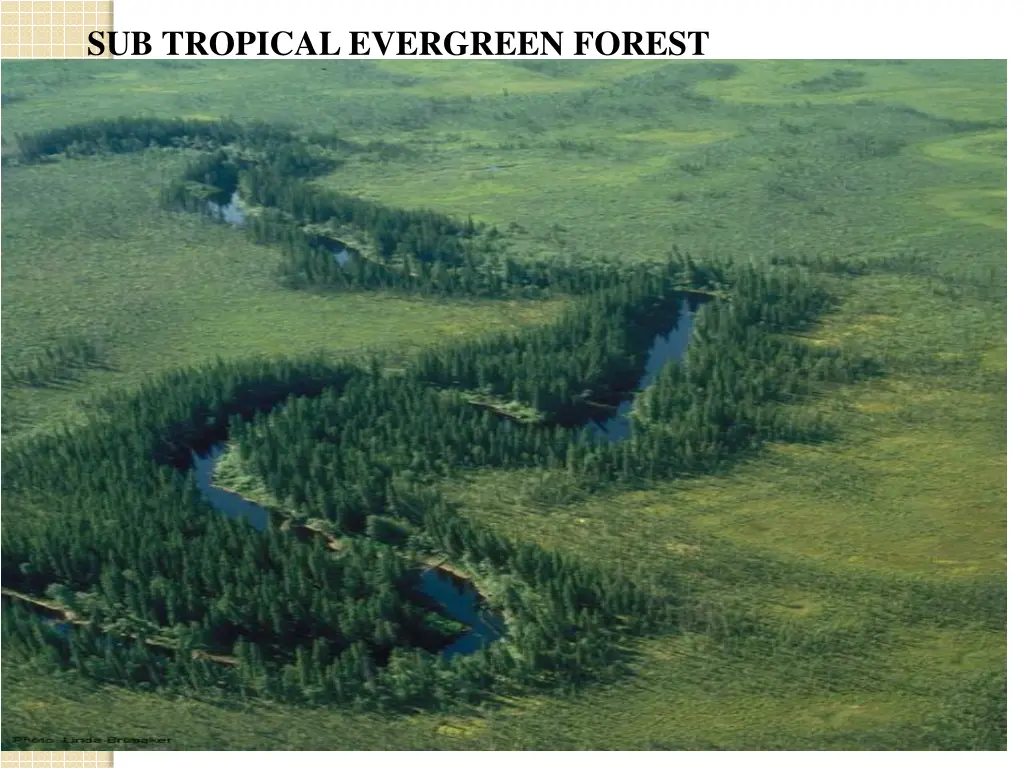 sub tropical evergreen forest