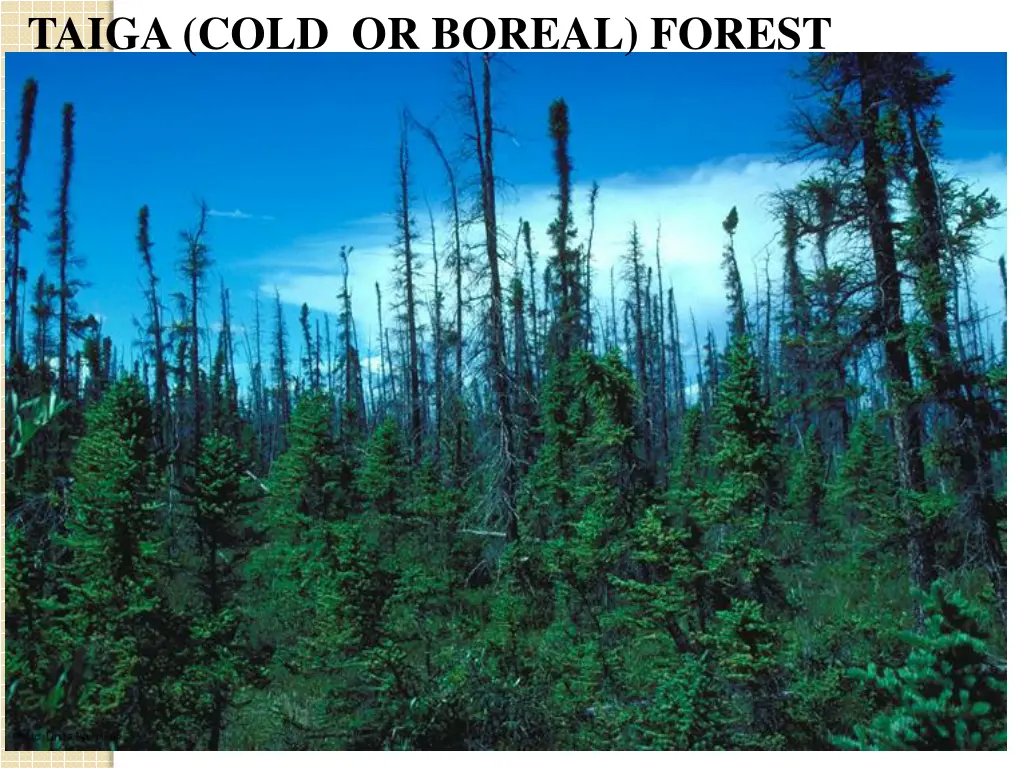 taiga cold or boreal forest