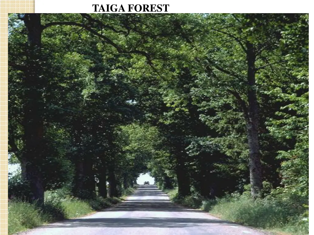 taiga forest