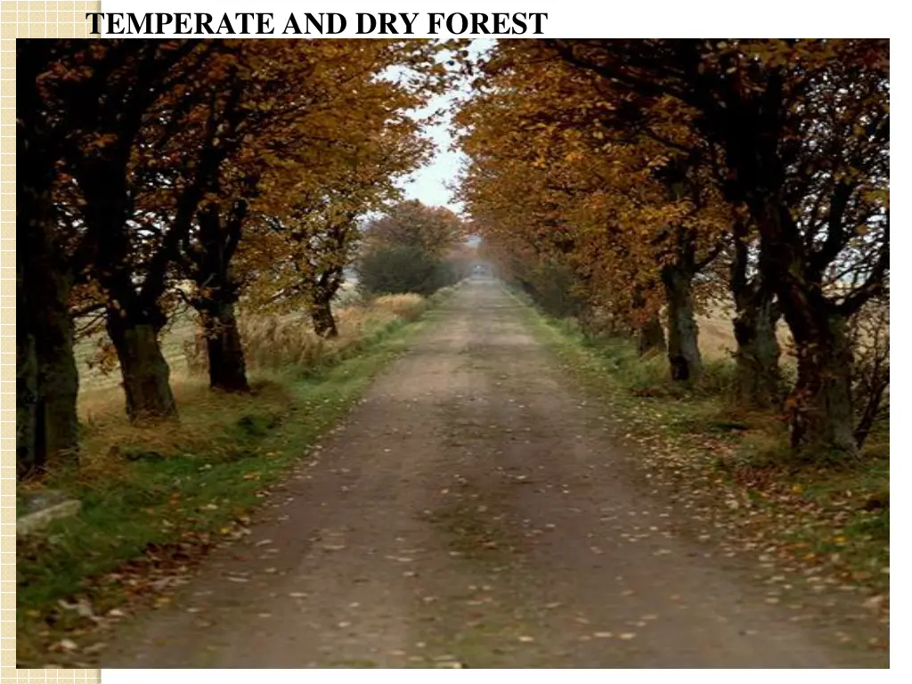 temperate and dry forest