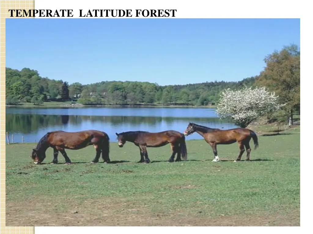 temperate latitude forest 1