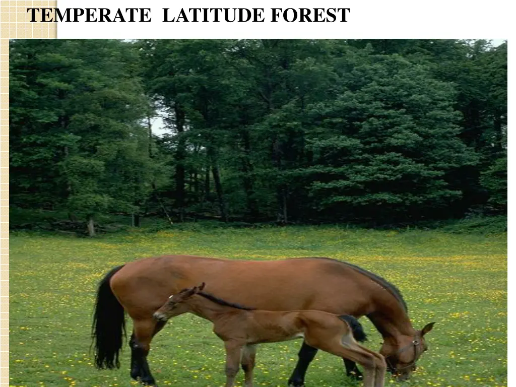 temperate latitude forest