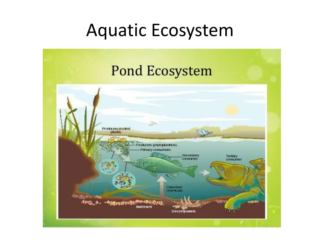 aquatic ecosystem