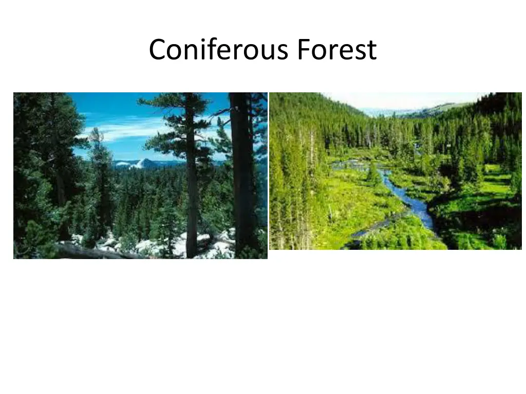 coniferous forest