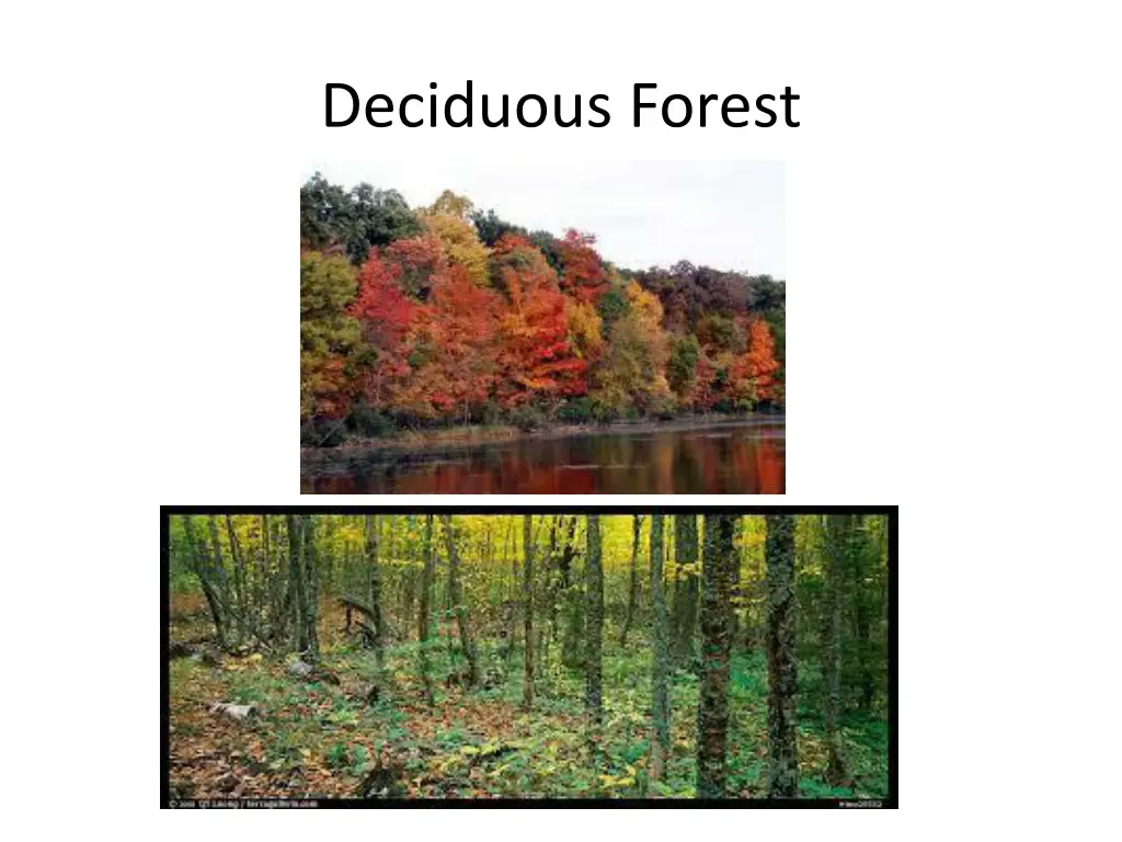 deciduous forest