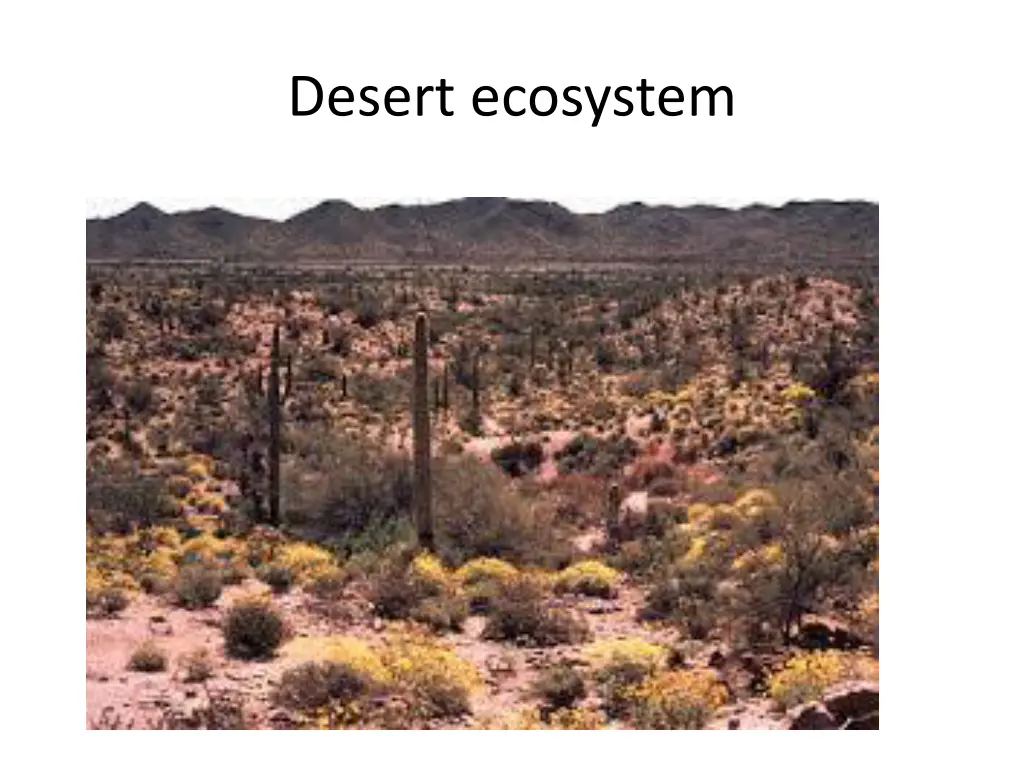 desert ecosystem