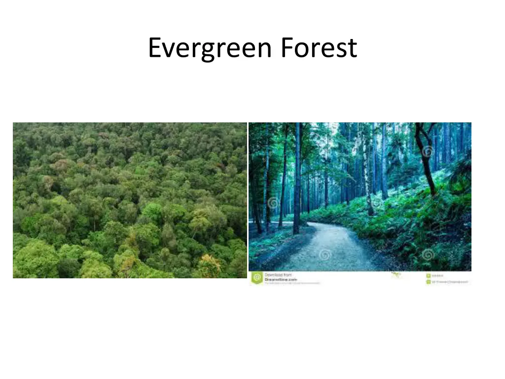 evergreen forest