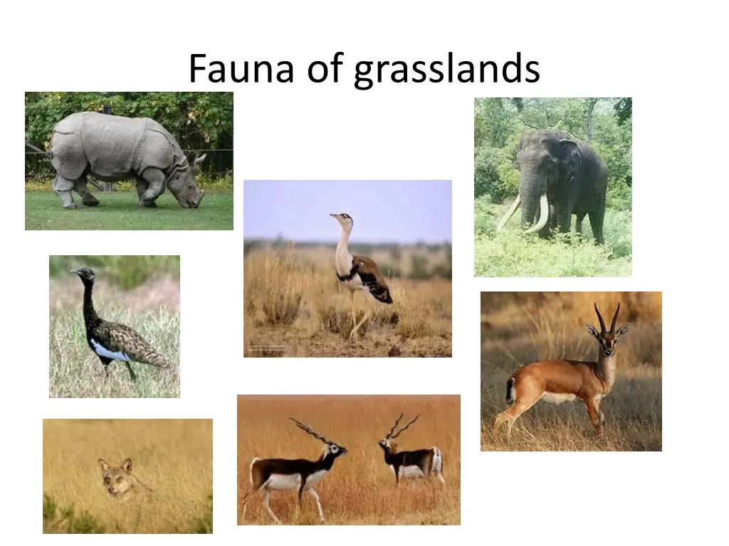 fauna of grasslands