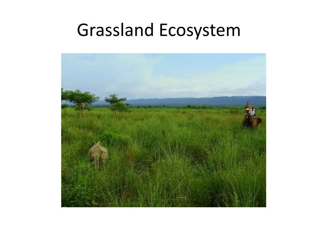 grassland ecosystem