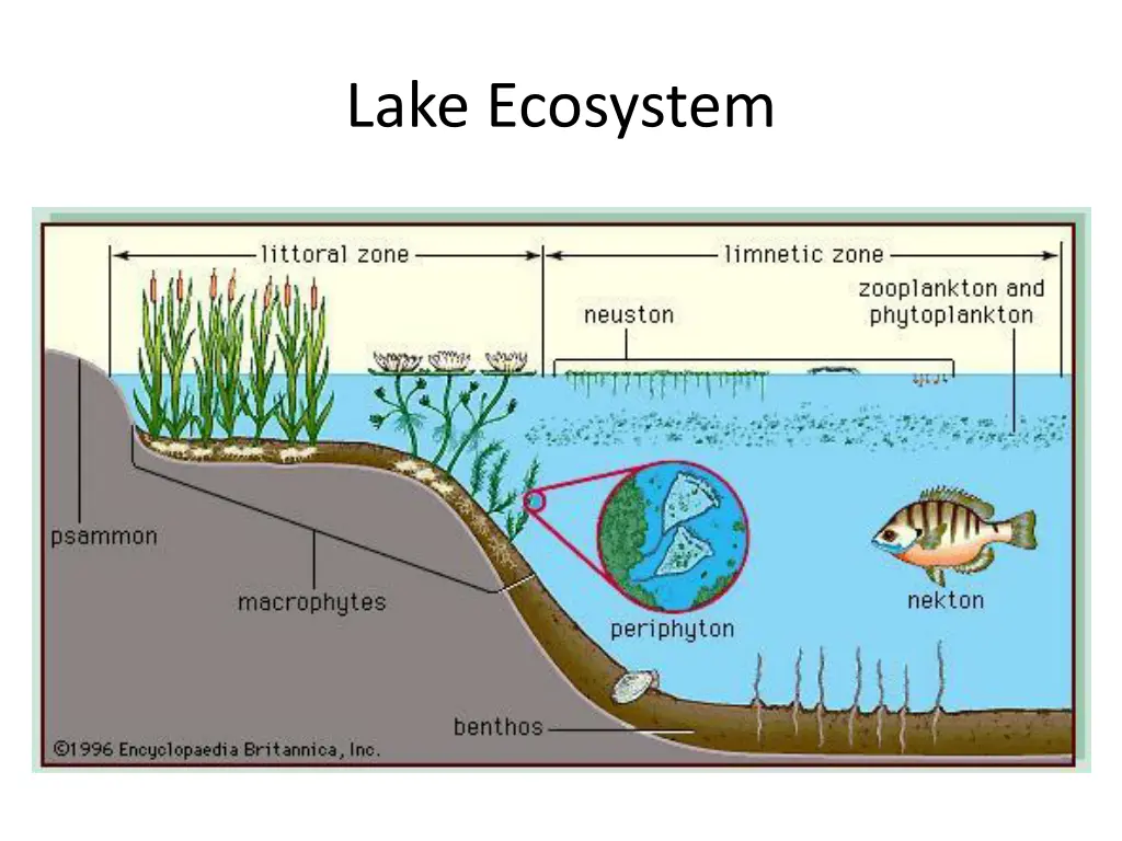 lake ecosystem