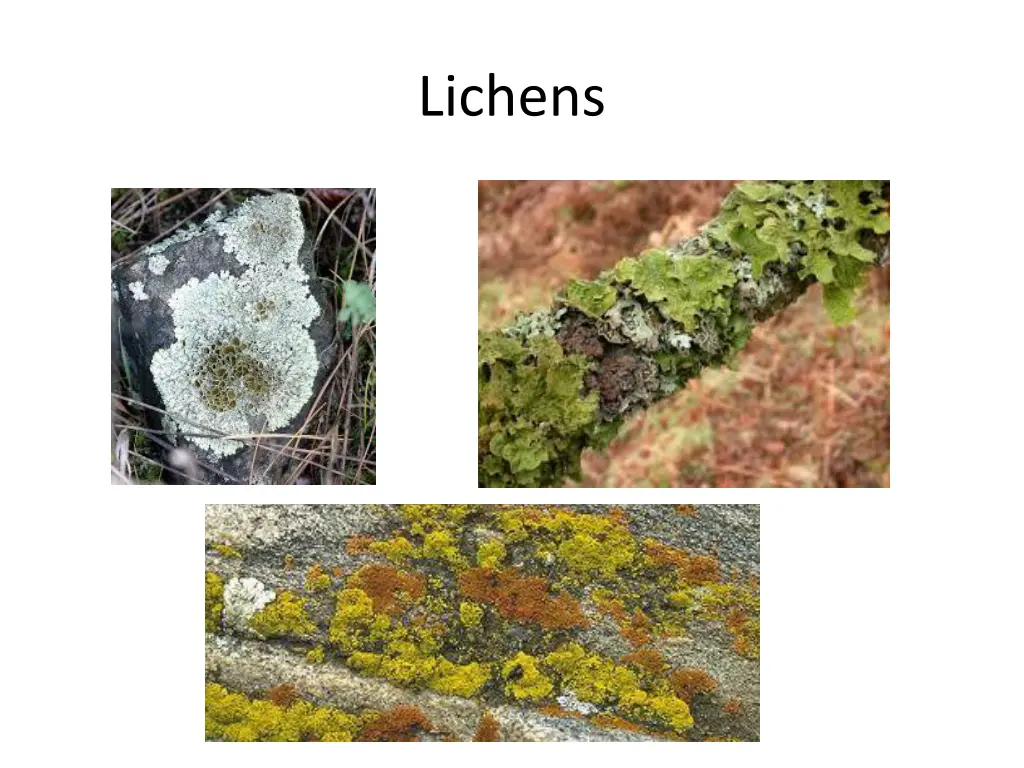 lichens