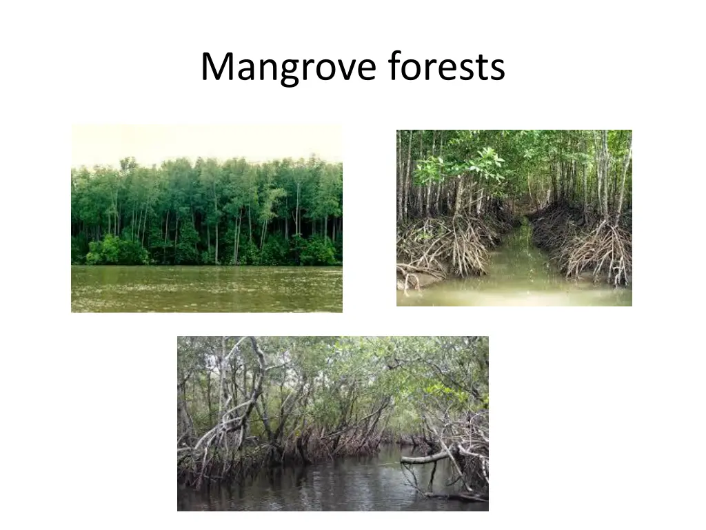 mangrove forests