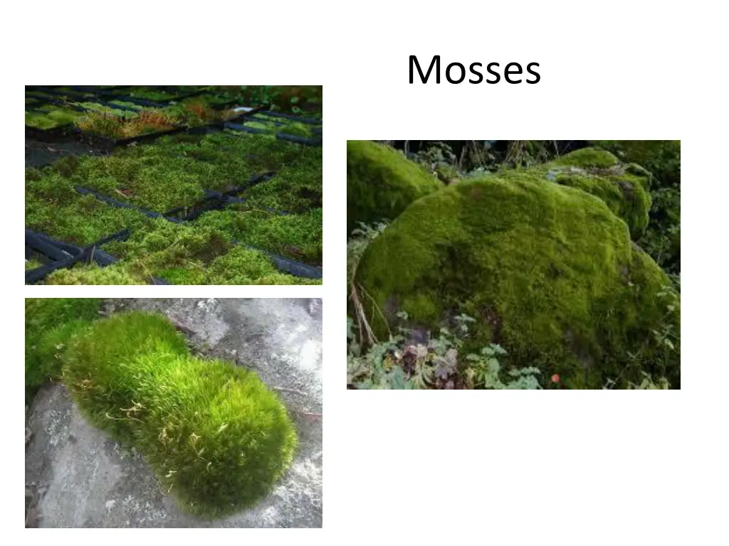 mosses