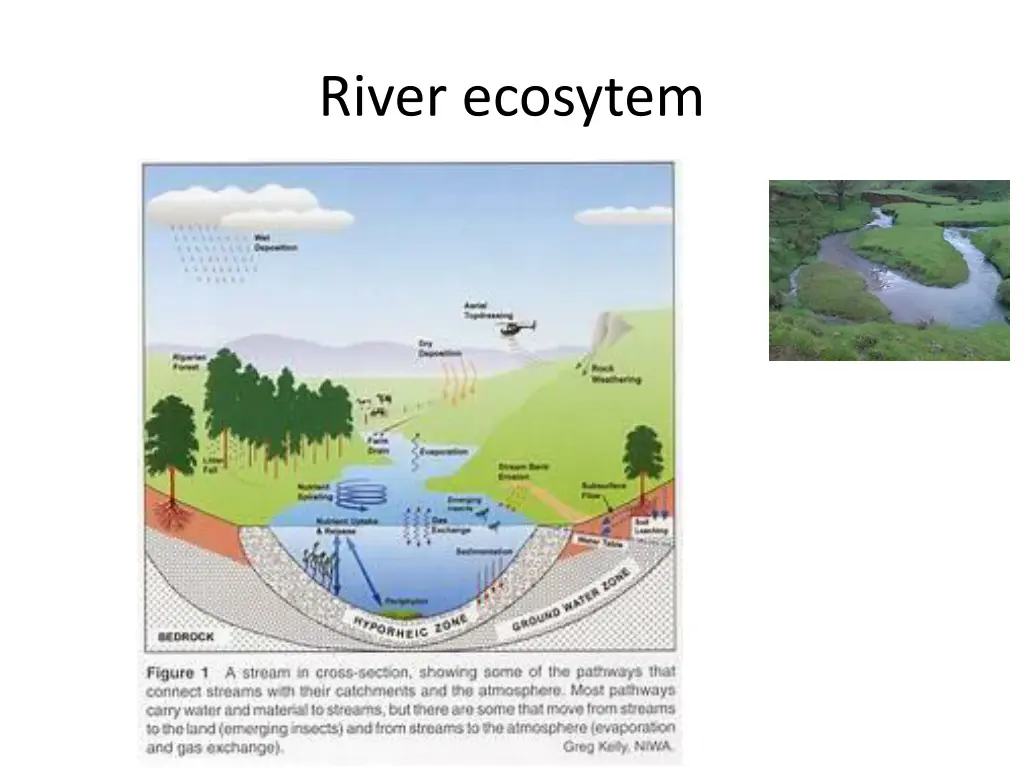 river ecosytem