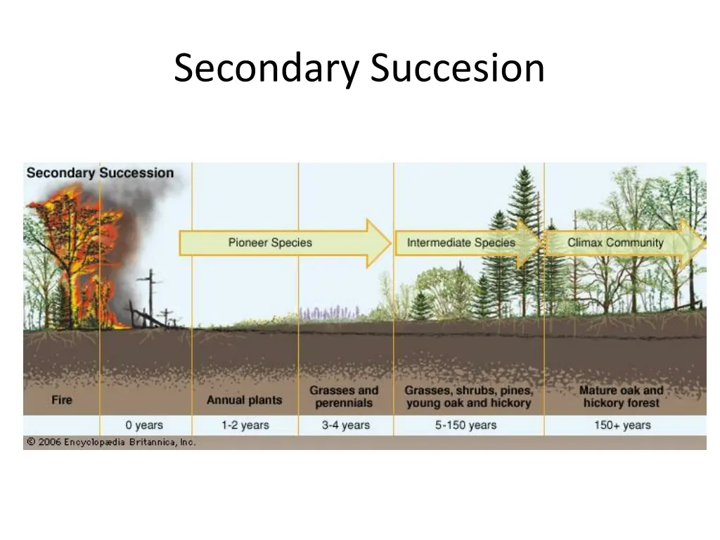 secondary succesion