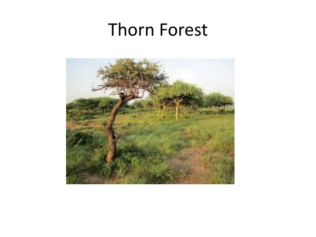 thorn forest