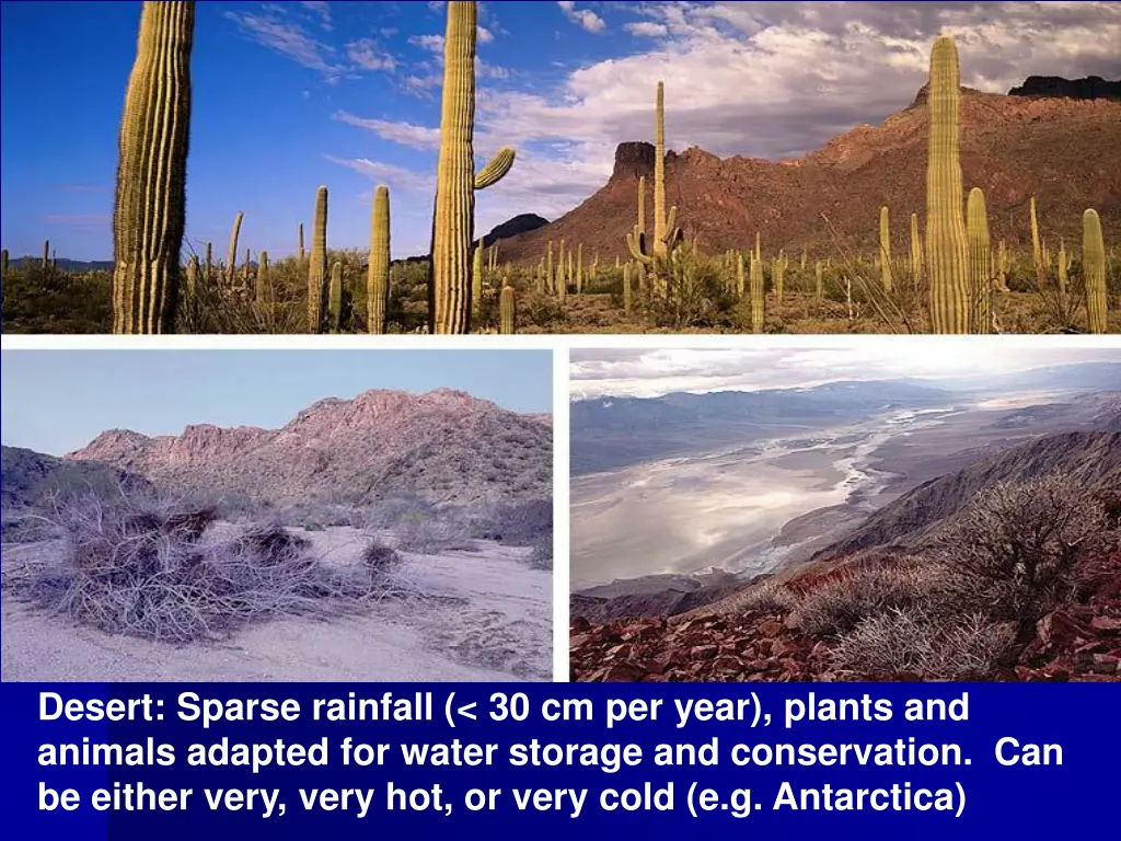 desert sparse rainfall 30 cm per year plants