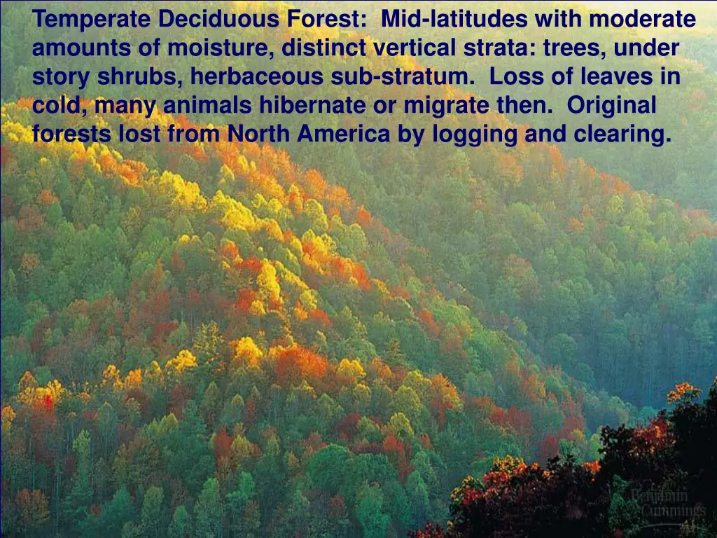 temperate deciduous forest mid latitudes with