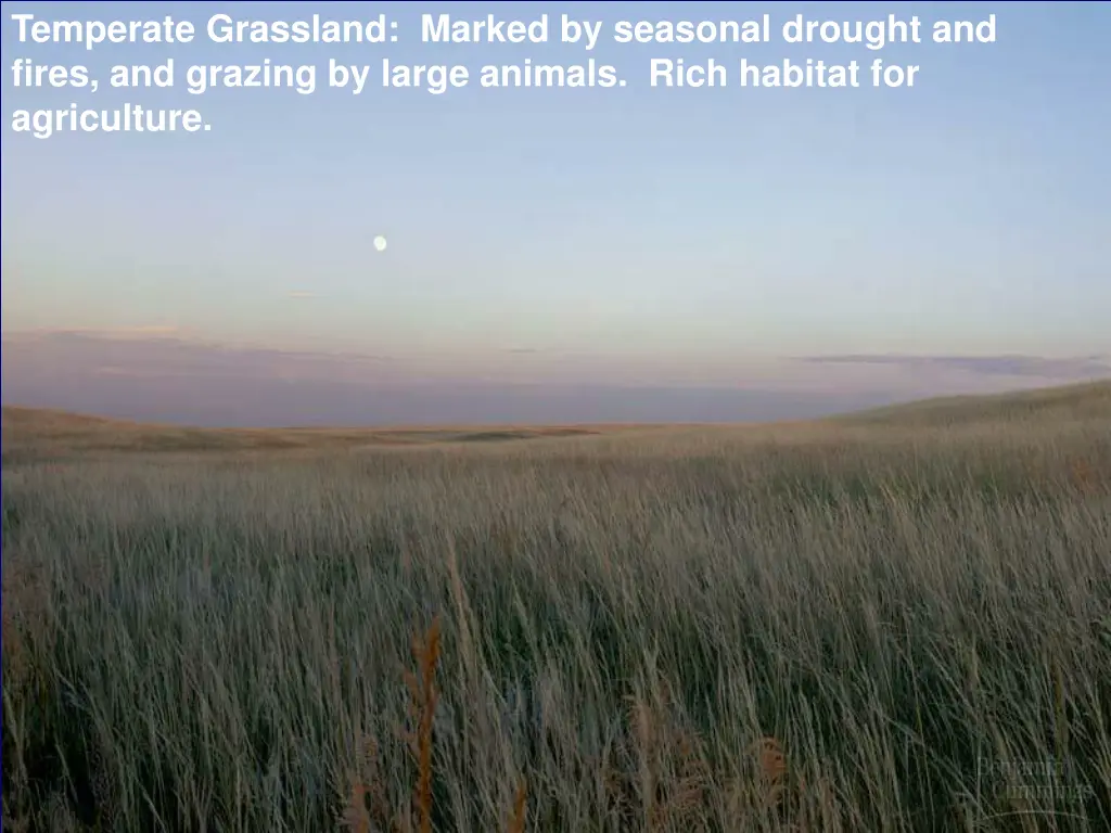 temperate grassland marked by seasonal drought