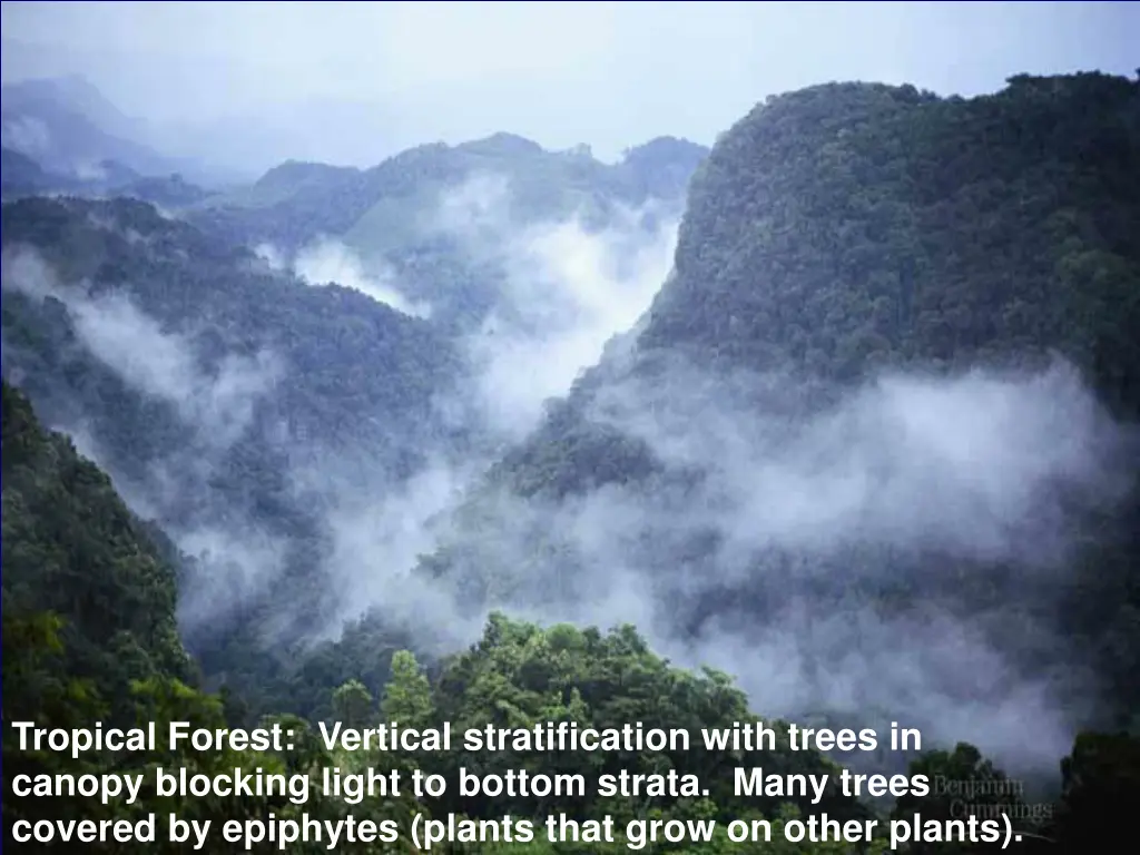 tropical forest vertical stratification with