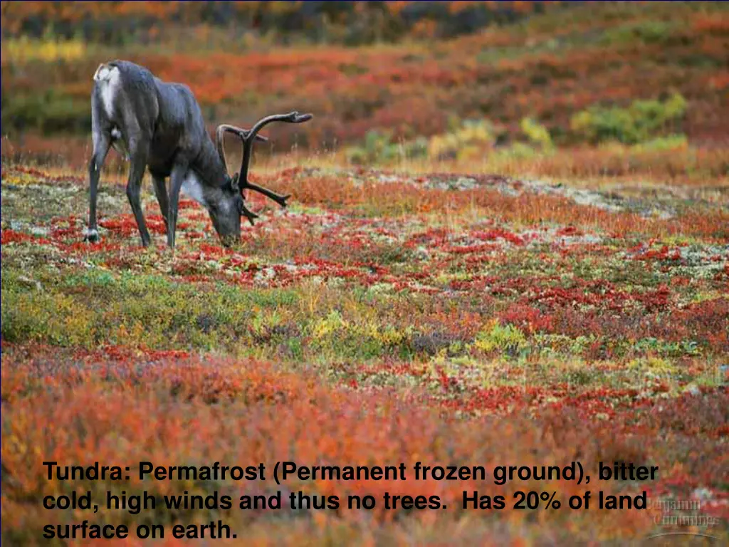 tundra permafrost permanent frozen ground bitter