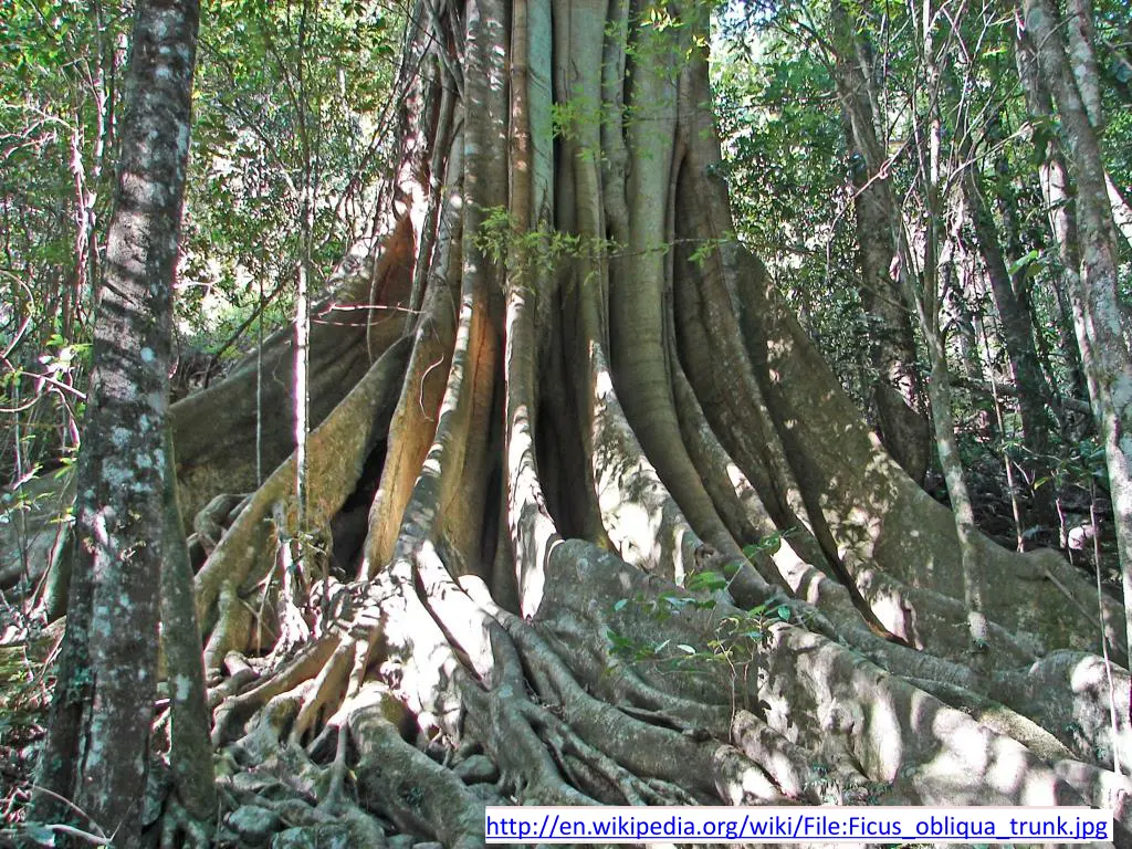 http en wikipedia org wiki file ficus obliqua