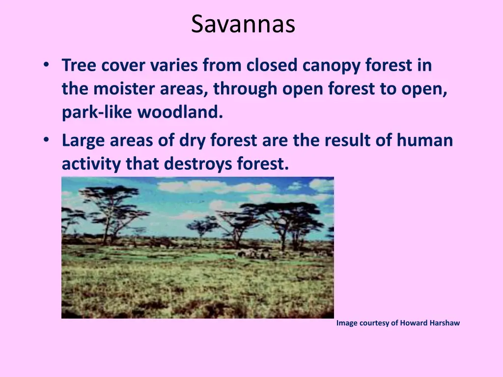 savannas 1