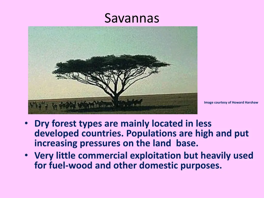 savannas 2