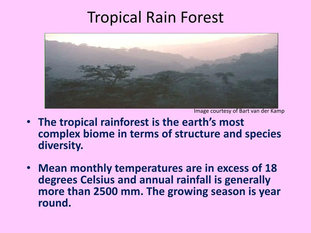 tropical rain forest 1