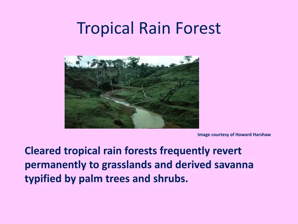 tropical rain forest 11