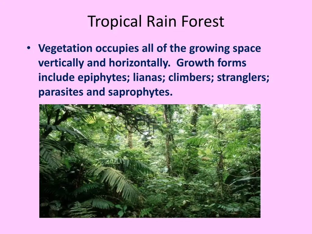 tropical rain forest 2