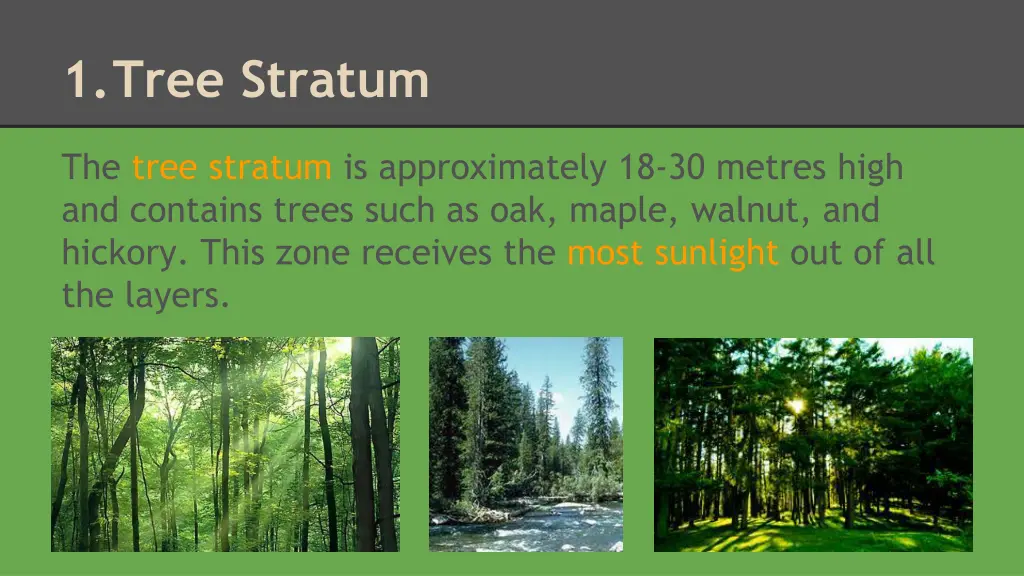 1 tree stratum