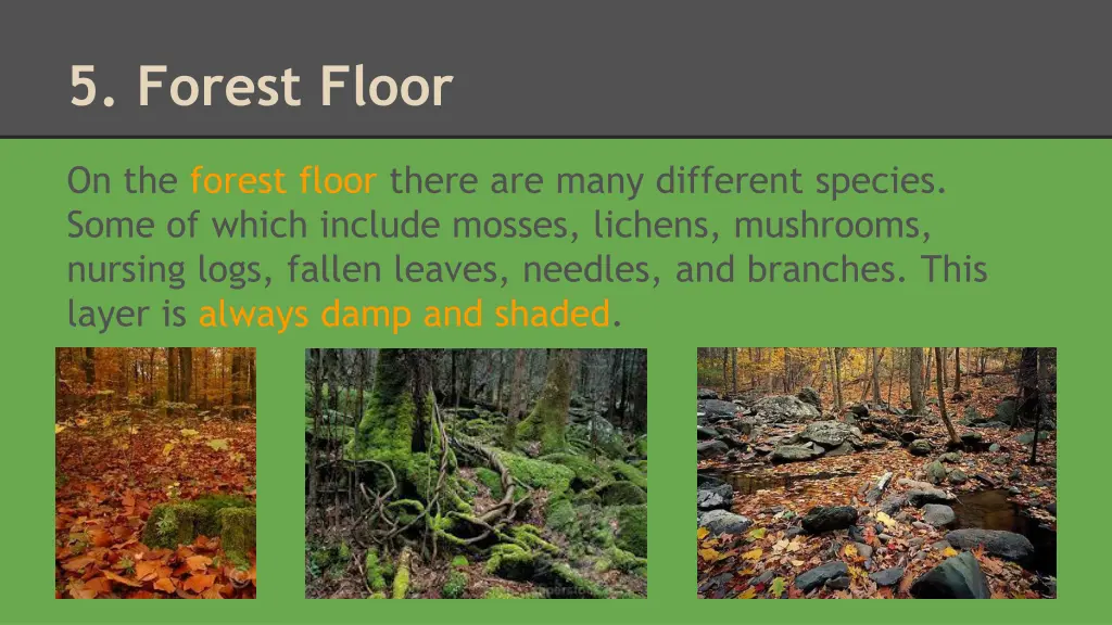 5 forest floor