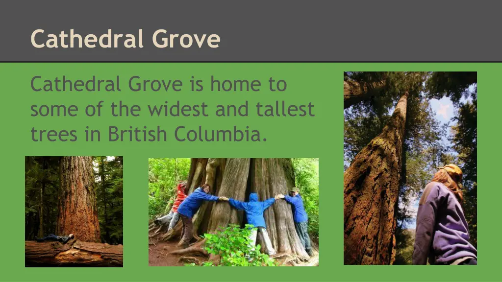 cathedral grove