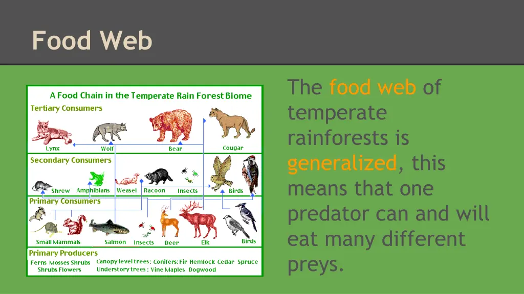 food web