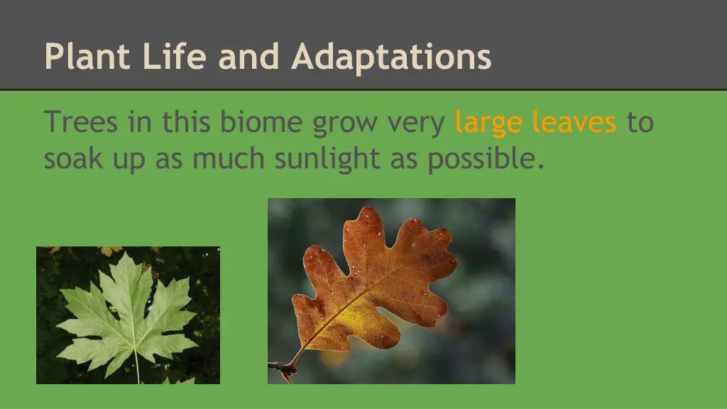 plant life and adaptations 1