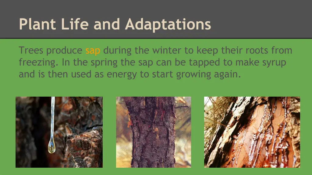 plant life and adaptations 2