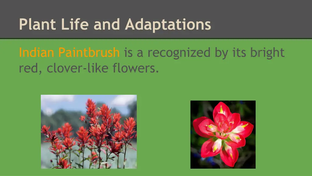 plant life and adaptations 5