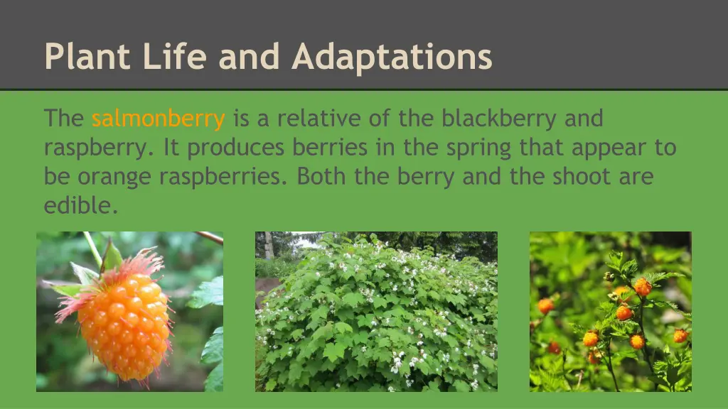 plant life and adaptations 6