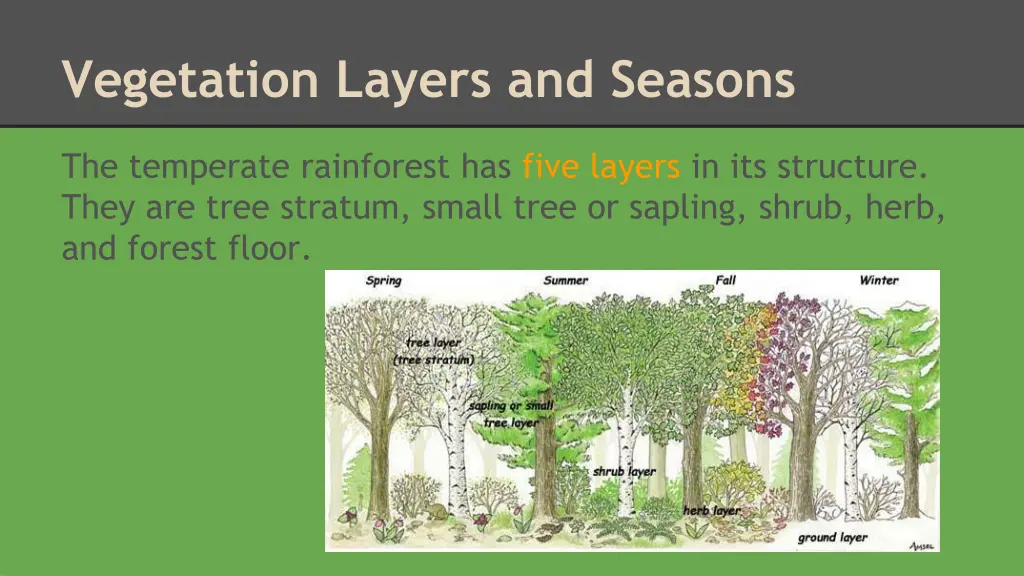 vegetation layers and seasons