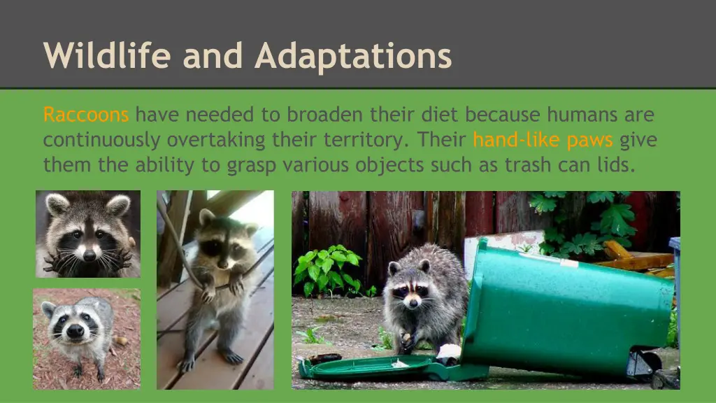 wildlife and adaptations 2