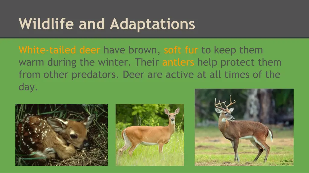 wildlife and adaptations 4