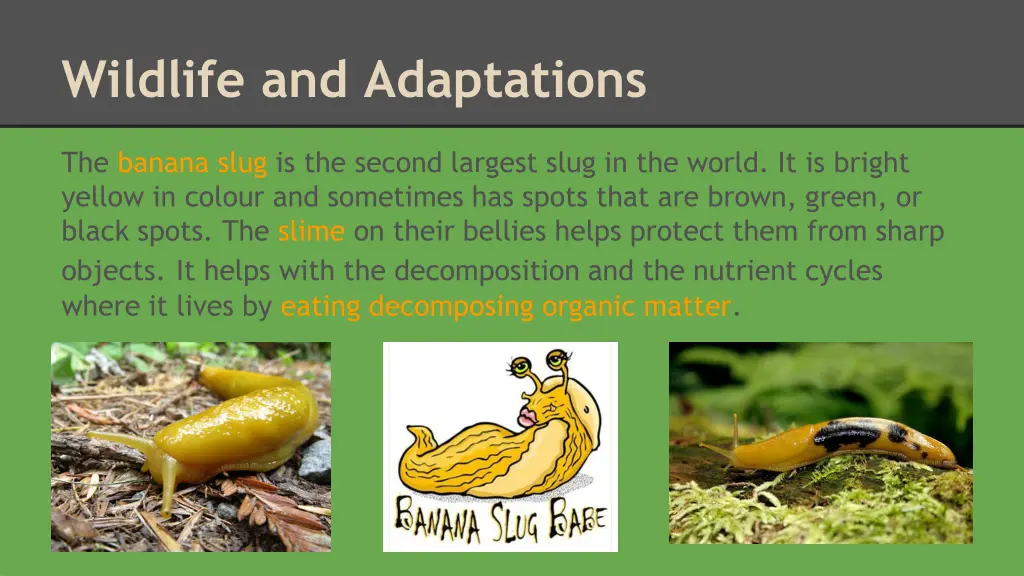 wildlife and adaptations