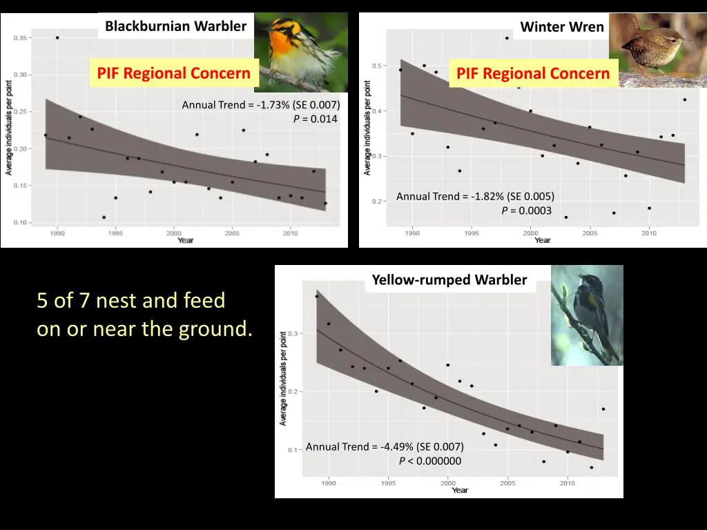 blackburnian warbler